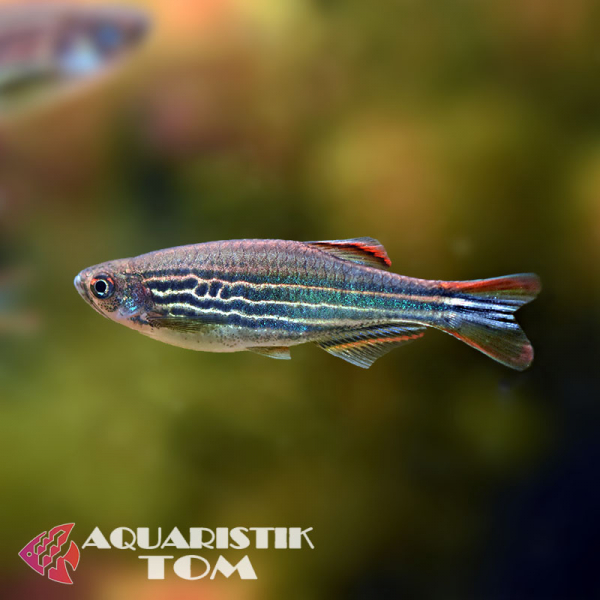 Kyathitbärbling, Danio kyathit Kyathitbärbling, Danio kyathit